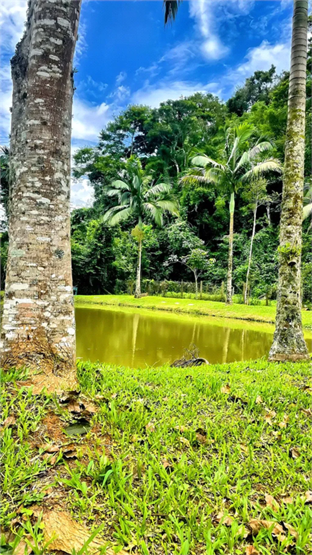 Rural com 3 quartos, 600 m² - Ipiabás - Ipiabas — foto 11